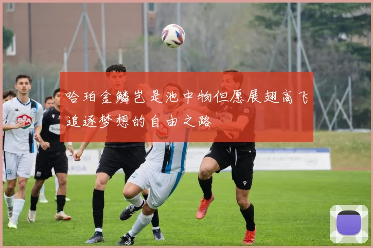 哈珀金鳞岂是池中物但愿展翅高飞追逐梦想的自由之路